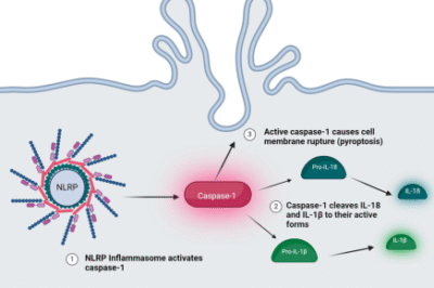 Advancing Multi-Disease Research: Progress in AML, Atopic Dermatitis, and Inflammatory Disorders