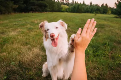 Track Dog Training Progress Videos for Better Results