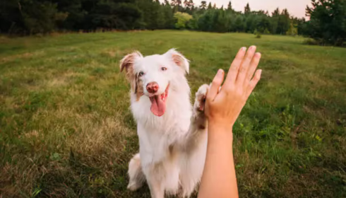 Rob's Dog Training