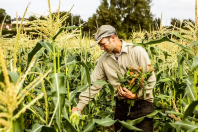 How Consistent Micronutrient Availability Improves Crop Recovery After Stress